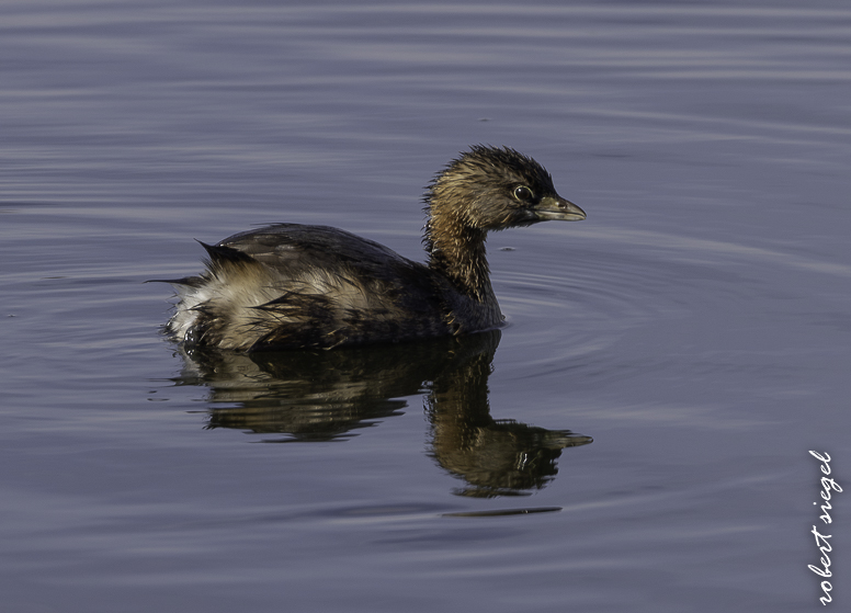 emily renzel wetlands 2026